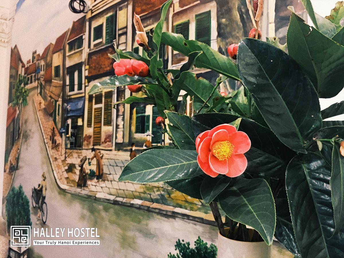 Halley Hostel Hanoi Bagian luar foto